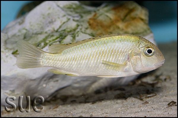 Simochromis diagramma